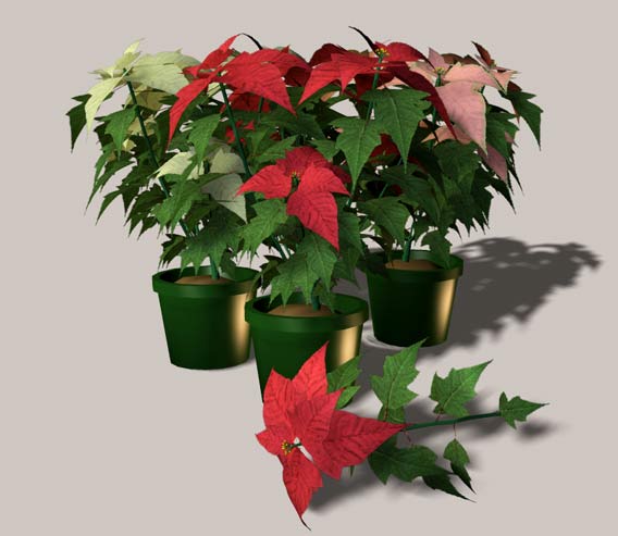 poinsettia