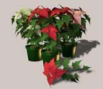 poinsettia